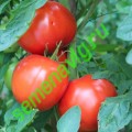 Бобкат F1, 100 семян, SYNGENTA (Швейцария) Бобкат F1, 100 семян, SYNGENTA (Швейцария)