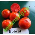 Бобкат F1, 100 семян, SYNGENTA (Швейцария) Бобкат F1, 100 семян, SYNGENTA (Швейцария)