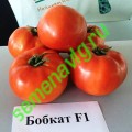 Бобкат F1, 100 семян, SYNGENTA (Швейцария) Бобкат F1, 100 семян, SYNGENTA (Швейцария)