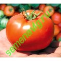 Бобкат F1, 100 семян, SYNGENTA (Швейцария) Бобкат F1, 100 семян, SYNGENTA (Швейцария)