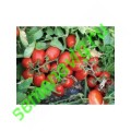 Хайнц 3402 (HEINZ 3402) F1, 100 семян, HEINZ SEED (США) Хайнц 3402 (HEINZ 3402) F1, 100 семян, HEINZ SEED (США)