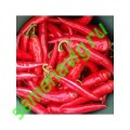 Шакира F1, 50 семян, ENZA ZADEN (Голландия)