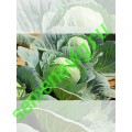 Атрия F1, 100 семян, Seminis (Голландия) Атрия F1, 100 семян, Seminis (Голландия)