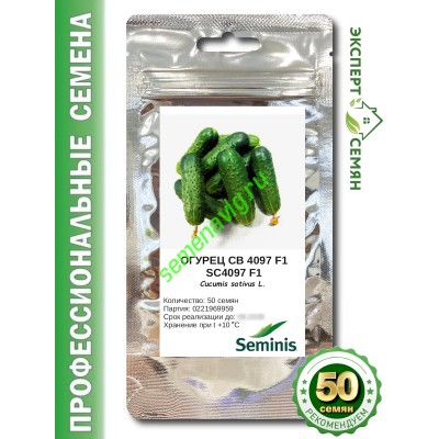 СВ 4097/SV4097 F1,  50  семян Seminis (Голландия)