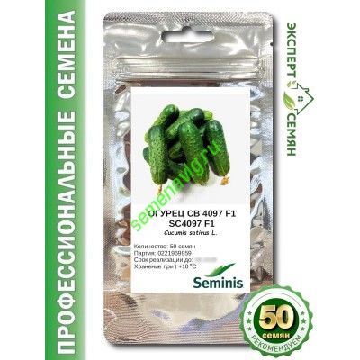 СВ 4097/SV4097 F1,  50  семян Seminis (Голландия)
