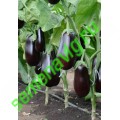 Эпик F1, 50 семян, Seminis (Голландия) Эпик F1, 50 семян, Seminis (Голландия)