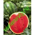 Продюсер, Пакет 500 семян, Hollar Seeds (США) Продюсер, Пакет 500 семян, Hollar Seeds (США)