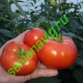 Полбиг F1, 50 семян, Бейо (Bejo)