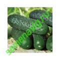 Спино F1, 50 семян, SYNGENTA (Швейцария) Спино F1, 50 семян, SYNGENTA (Швейцария)