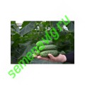 СВ 4097/SV4097 F1, 250 семян, Seminis (Голландия)