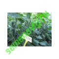 СВ 4097/SV4097 F1, 250 семян, Seminis (Голландия)