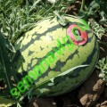 Бедуин F1, 1000 семян, Bejo (Нидерланды)